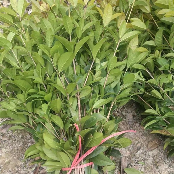 桂花苗