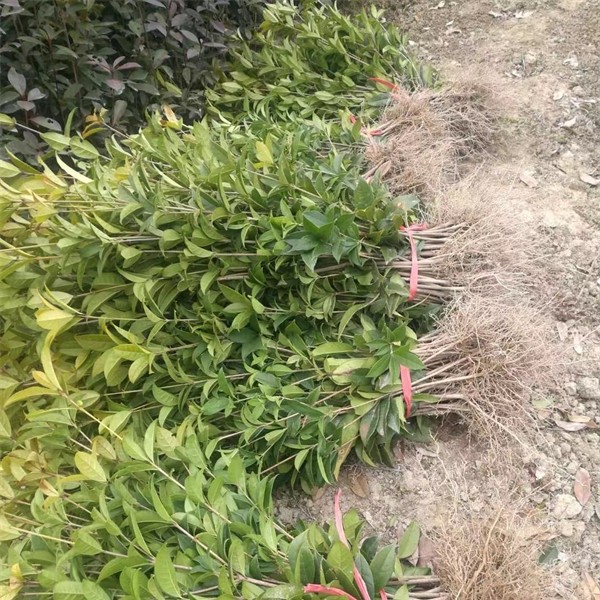 桂花苗