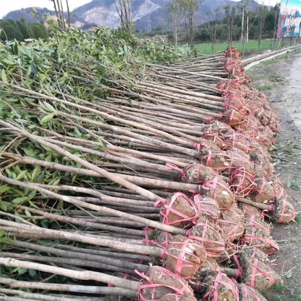 桂花苗