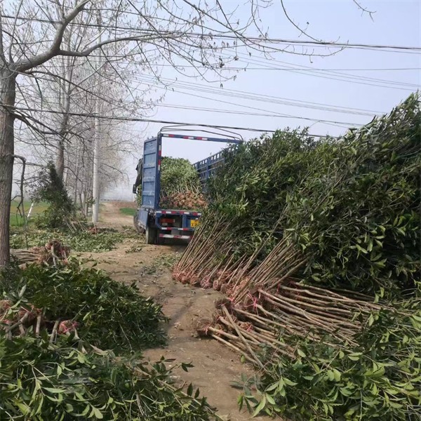 桂花树苗