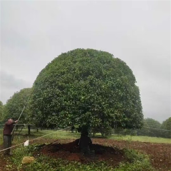 桂花树