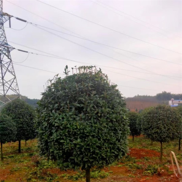 桂花树