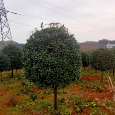 桂花树