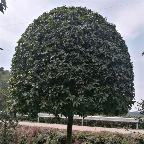 桂花树
