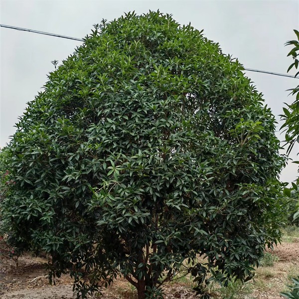 桂花树