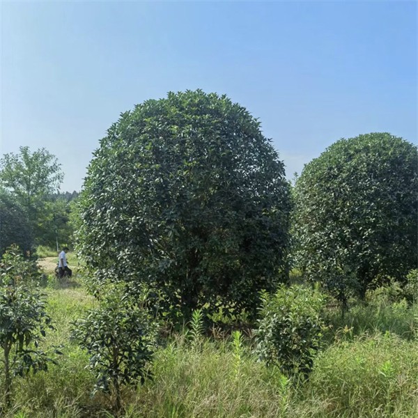 桂花树