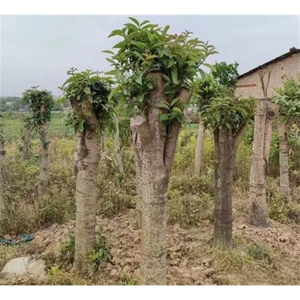 占地桂花