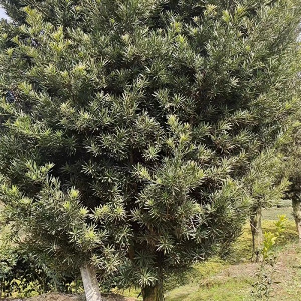 罗汉松树