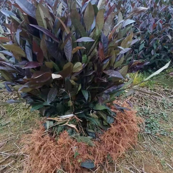 紫鹃