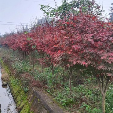 红枫树