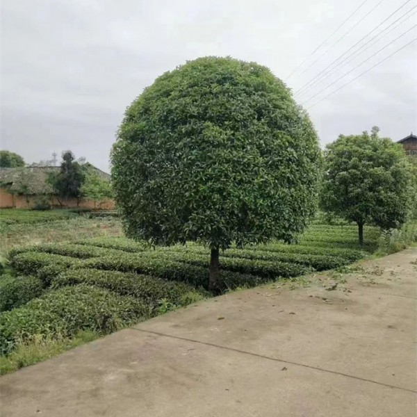桂花树
