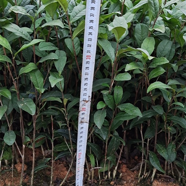 早白尖茶苗