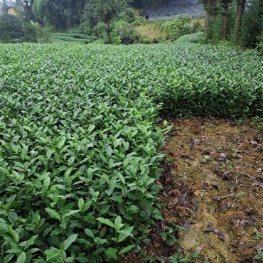 三花1951茶苗