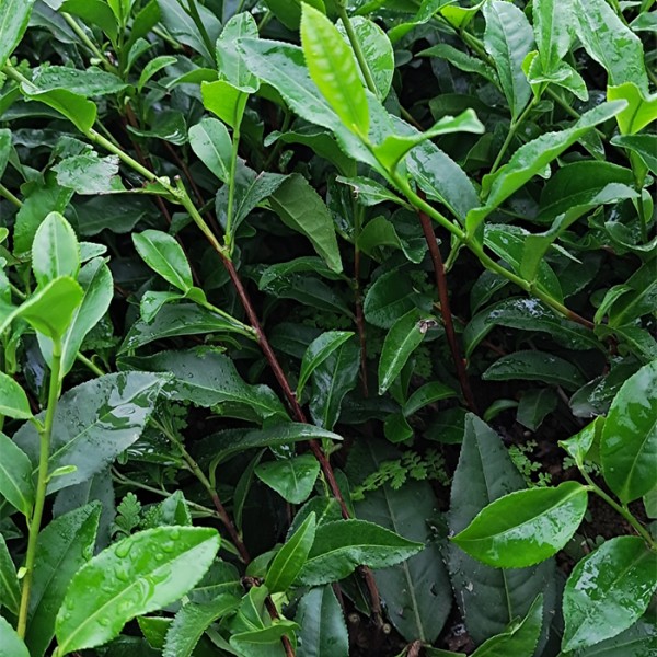 名选131茶苗