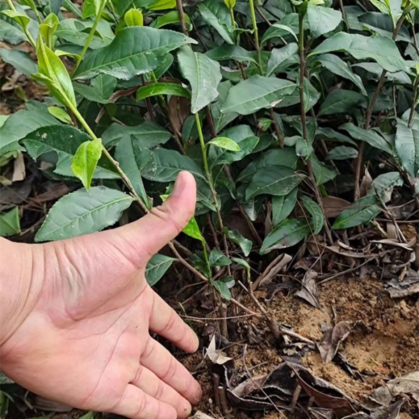 蒙山四号茶苗