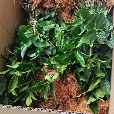 蒙山九号茶苗