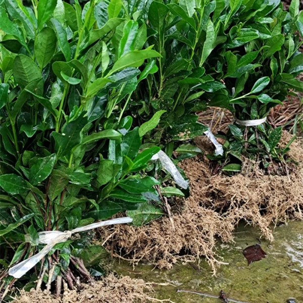 龙井43茶苗