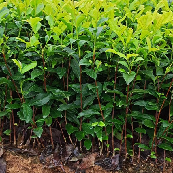 黄金叶茶苗