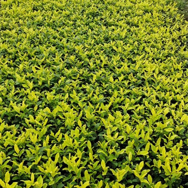 安吉白茶苗
