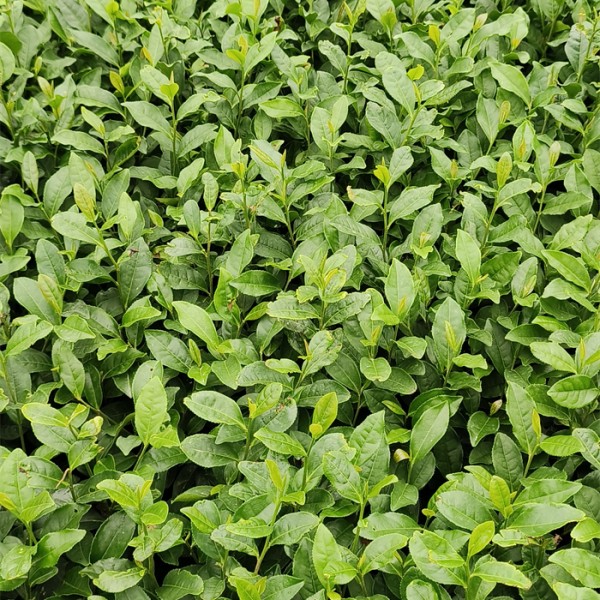 峨眉问春茶苗
