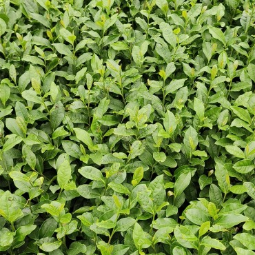 峨眉问春茶苗