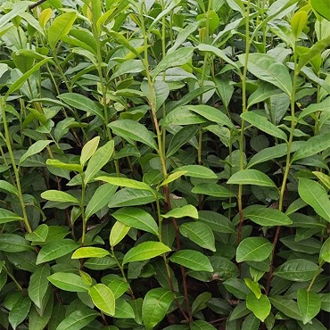 福选九号茶苗