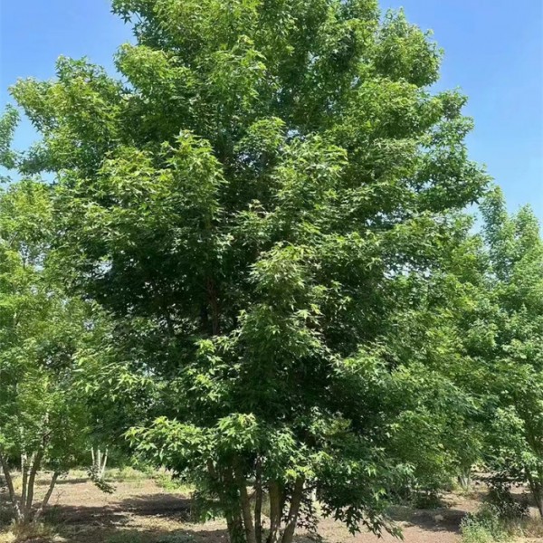 元宝枫
