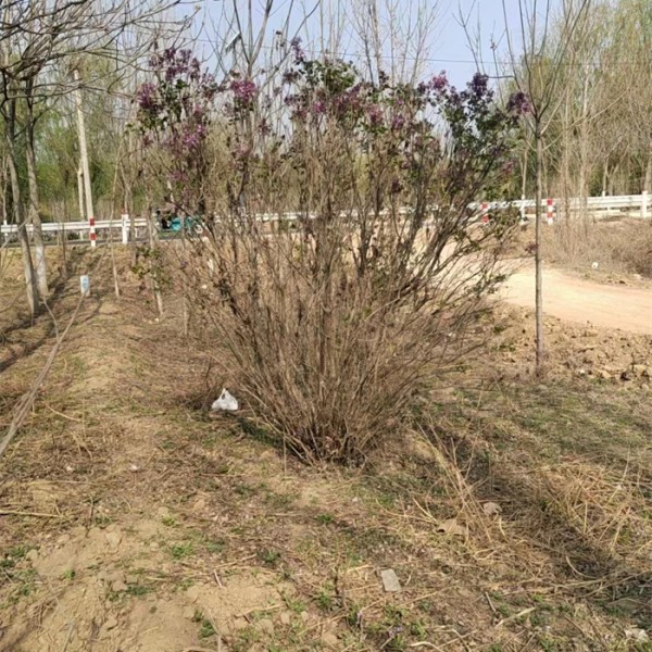 丁香
