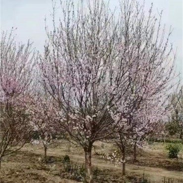 碧桃