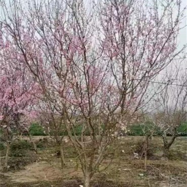 碧桃