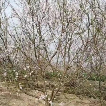 碧桃