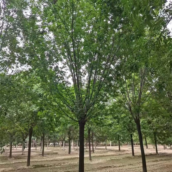 白蜡