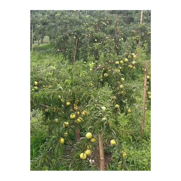 蜂糖李苗基地