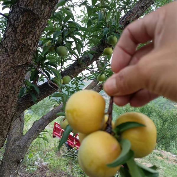 蜂糖李苗