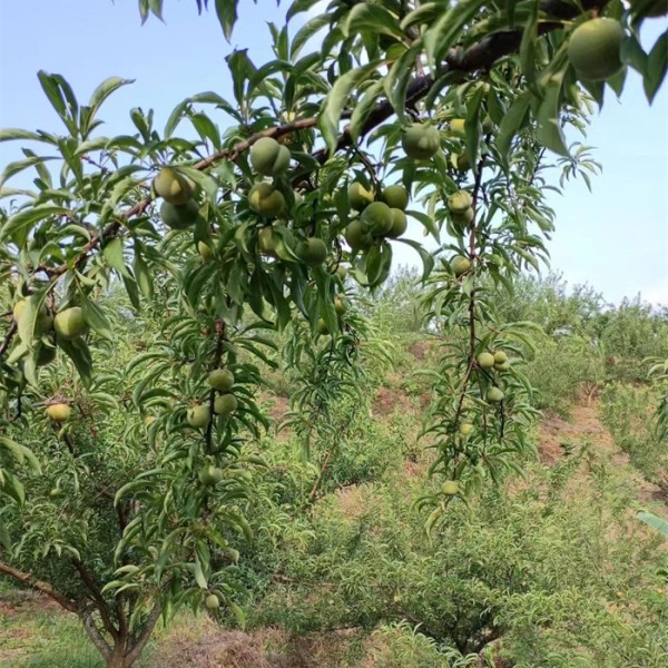蜂糖李苗基地