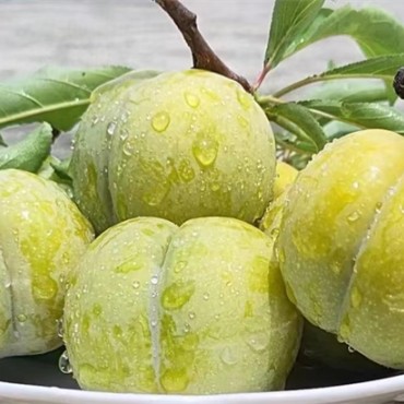 蜂糖李苗