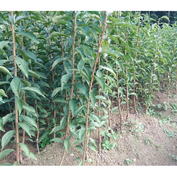 蜂糖李苗基地