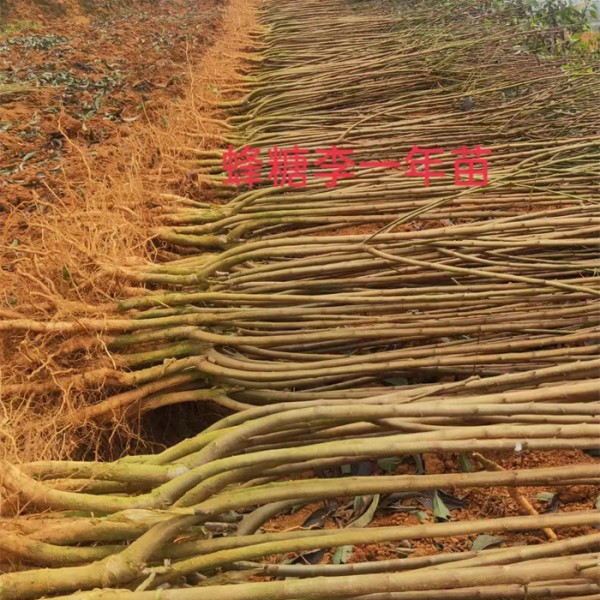 蜂糖李苗