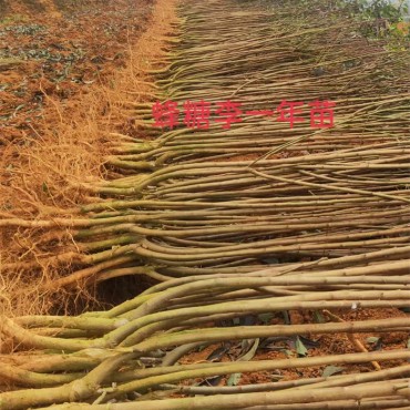 蜂糖李苗