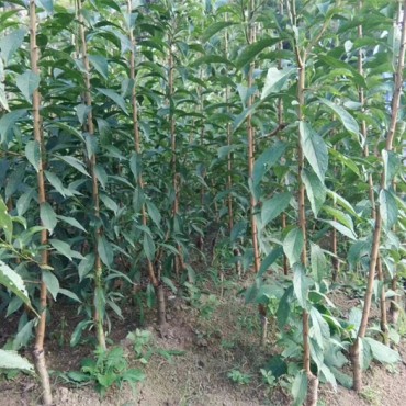 蜂糖李苗基地