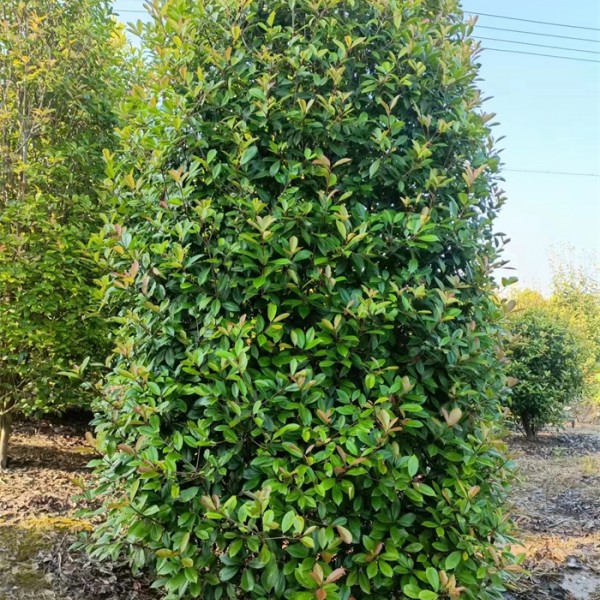 红叶石楠圆柱