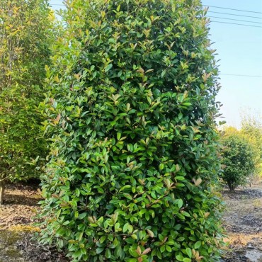 红叶石楠圆柱
