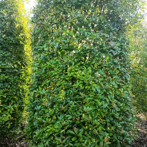 红叶石楠圆柱