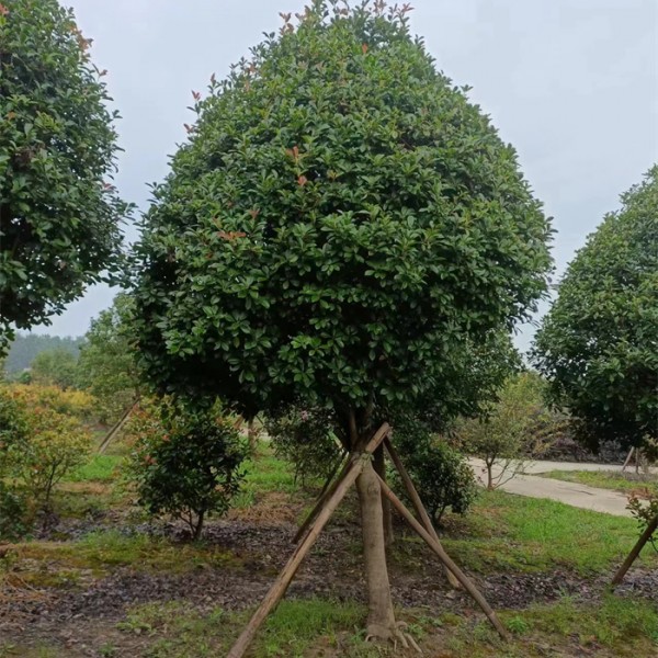 红叶石楠树
