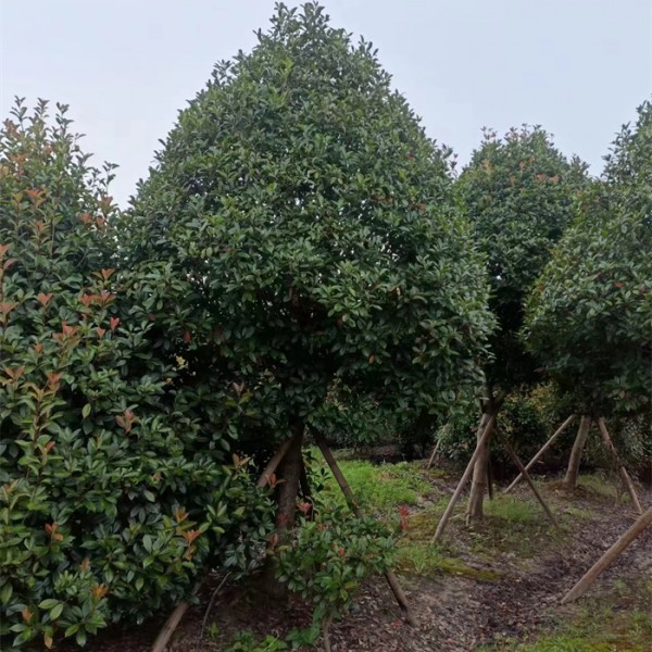 红叶石楠树