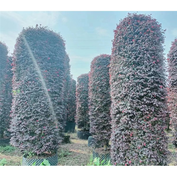 红花继木圆柱