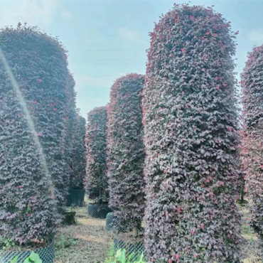 红花继木圆柱