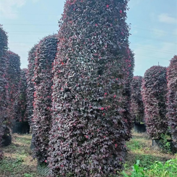 红花继木圆柱