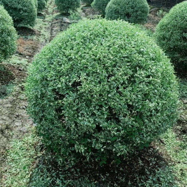 水蜡球