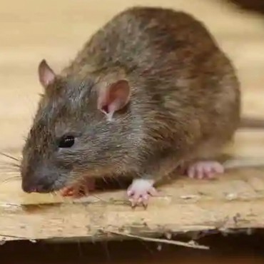 老鼠
